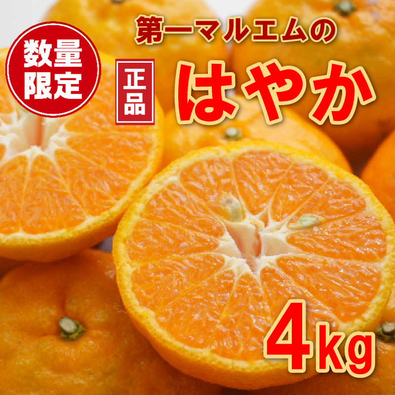 
                  早香 4kg 7000円 みかん mikan 蜜柑 ミカン はやか 産地直送 国産 農家直送 期間限定 数量限定 特産品 ゼリー ジュース アイス 冷凍 みかん 等に 人気 甘い フルーツ 果物 柑橘 おいしい ジューシー 愛媛県 愛南町 第一マルエム青果有限会社
                