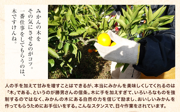 ご家庭用『かっちゃんファーム』のご家庭用みかん★ 約10kg【2S-2Lサイズ(大小サイズ混合)】 自然本来のおいしさ！《1月上旬-1月末頃出荷》