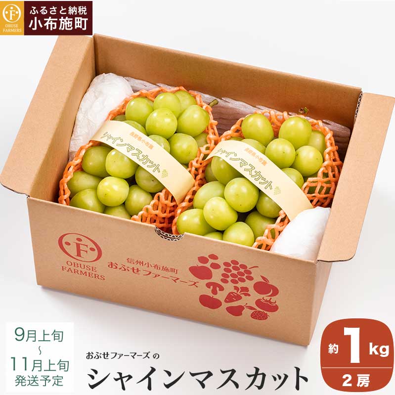 シャインマスカット 約1kg  2房 ［おぶせファーマーズ］ 先行予約 果物 フルーツ 産地直送 種無しぶどう 種なしブドウ 葡萄 数量限定 長野 信州  令和7年産 【2025年9月上旬～11月上旬発送】