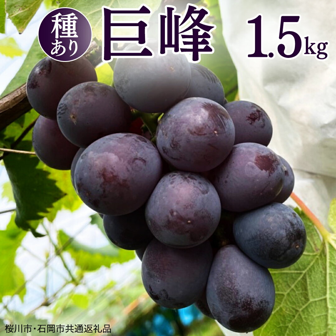 【ふるさと納税】巨峰 1.5kg ( 種あり ) ( 桜川市・石岡市共通返礼品 ) ぶどう ブドウ フルーツ 果物 2026年8月中旬以降発送