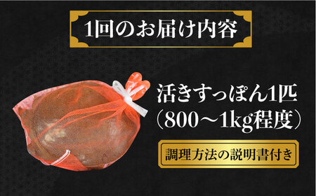 【全6回定期便】生きたまま届く最高級食材！安心安全な国産！ 江田島育ちのすっぽん 【活き】料理 人気 美容 健康 ギフト 広島県産 江田島市/平井興産株式会社[XAC011]海鮮魚介類すっぽんスッポン
