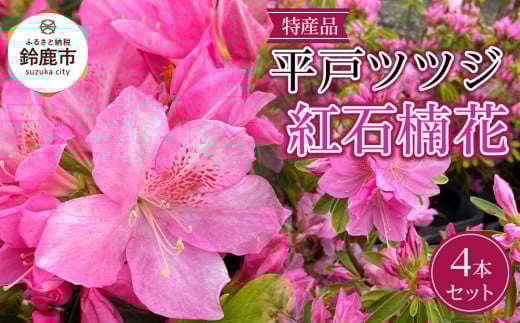 特産品 平戸ツツジ 紅石楠花 4本セット