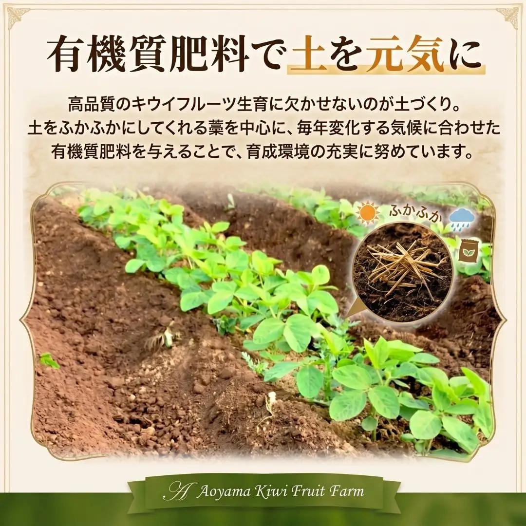 キウイフルーツ ヘイワード 特大サイズ 12玉 約2kg 追熟処理済み 化粧袋付き 12月下旬発送分