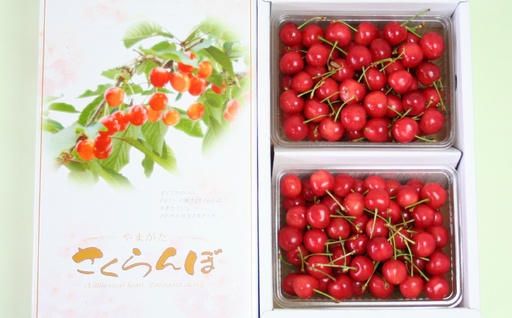 さくらんぼ（佐藤錦）１ｋｇ　0021-2602