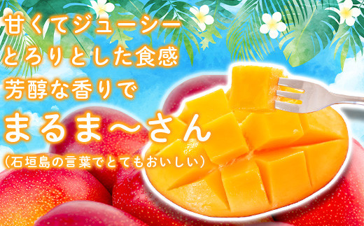＜先行予約＞「マンゴー」 ⽯垣島ど真ん中 まるま～さん マンゴー 1kg (2～3玉) ≪2026年7月頃より順次発送予定≫ (アーウィン種)【 産地直送 マンゴー アーウィンマンゴー アップルマンゴ