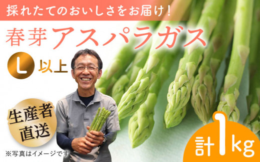 【2025年2月中旬より順次発送】朝どれ春芽アスパラガス 1kg（Lサイズ以上）あすぱら アスパラ あすぱらがす 春 アスパラガス 春あすぱら 春アスパラ 東彼杵町/前平農園 [BCG009]