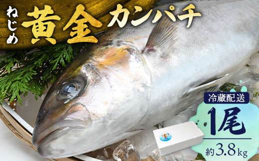 【着日指定可】鹿児島 ねじめ黄金カンパチ 1尾 約3.8kg (3.6～4.0kg) JF-501 | 魚 直送 冷蔵 養殖 根占 さかな 身が引き締まった かんぱち 漁師 刺身 寿司 しゃぶしゃぶ ぷりぷり食感 鹿児島県 南大隅町 ねじめ漁業協同組合