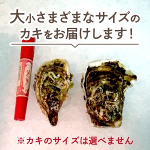 【カキナイフ付】海のミルクサロマ湖産殻付2年物カキ貝 3kg 20～30個入 ( 海鮮 貝 牡蠣 カキ お祝い 熨斗 BBQ )【031-0009-2023】
