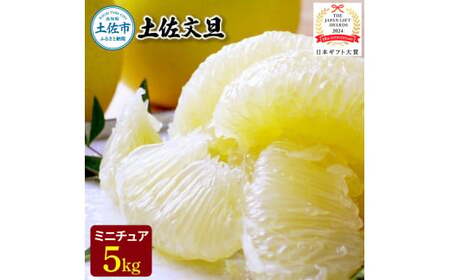 【日本ギフト大賞2024受賞】園主こだわりミニチュア土佐文旦ぶんたん 5kg 15~20玉〈2027年1月中旬から4月下旬発送〉高知県 土佐市【やの一果彩】[BQAC026]