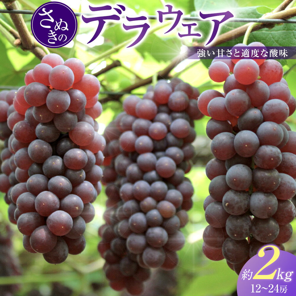 【ふるさと納税】【6月下旬頃～発送】デラウェア 約2kg (12～24房入り) 葡萄 ぶどう | ぶどう 葡萄 デラウェア 巨峰 果物 フルーツ スイーツ 特産品 デザート 旬 期間限定