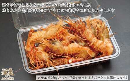 《漁獲があり次第順次出荷》北海道産 「幻のえび」希少な天然ガサエビ 500g　引き締まった身肉と飽きのこない旨味 濃いエビの味が楽しめます！　国産　江差近海産　天然もの　エビかご漁師直送　最良品厳選　
