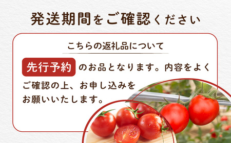 【先行予約】【発送期間は5月中旬～7月中旬、9月上旬～11月下旬】新鮮でフルーティーな小川ファームのミニトマト2.5kg(12パック入り)