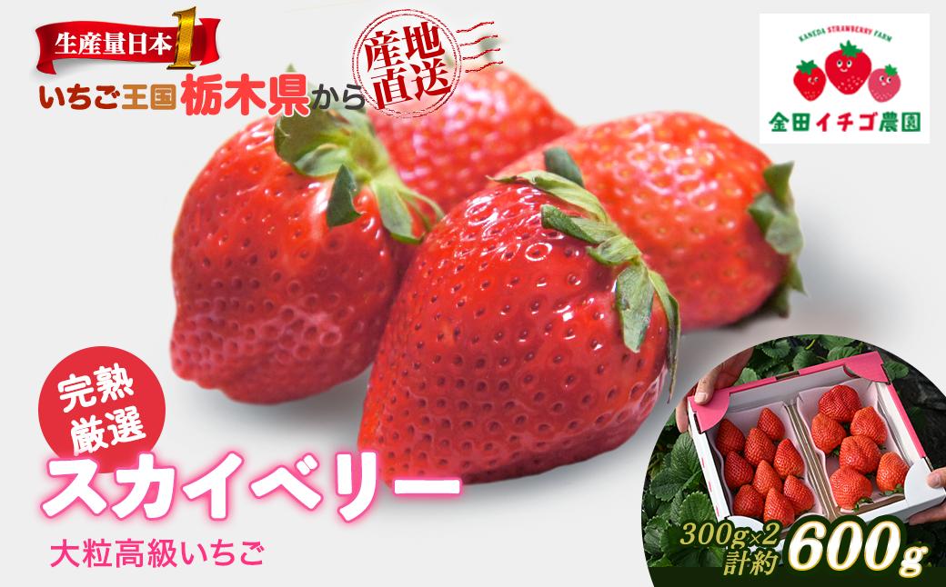 
                  【数量限定】高級いちご 完熟スカイベリー2パック 600g ｜ いちご イチゴ 苺 大粒 大きい 赤い 甘い ジューシー 高級 評判 新鮮 フルーツ 果物 スイーツ ジャム アレンジ 好評 人気 アフター対応あり 生産量 日本一 栃木県産 上品 糖度 食べ比べ 産地直送 贈答品 プレミアム 特産品 ストロベリー 宇都宮市
                