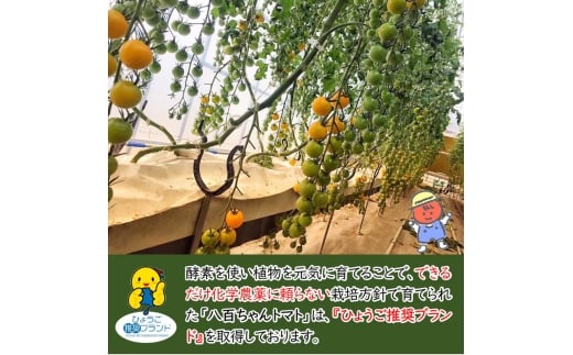 [№5258-1489]【定期便・全6回】大玉トマトのトマトジュース 180ml 30本セット × 6回｜国産 姫路産 八百ちゃんトマト 100%ストレート