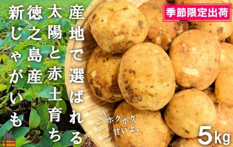 《2025年春お届け！》～これからは産地で選びたくなる～徳之島産新じゃがいも（5kg） ( バレイショ 野菜 旬 春 徳之島 奄美 鹿児島 肉じゃが カレー じゃがバター 美味しい オススメ )