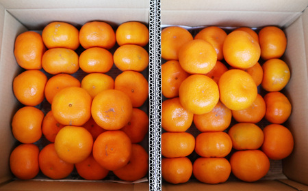 長崎県産 訳あり 早生みかん10kg (ご自宅用) ／ 果物 フルーツ 柑橘 蜜柑 ミカン 温州みかん 早生 訳アリ ワケアリ わけあり 理由あり 国産 大将農園 長崎県 長崎市 【2025年11月下旬～12月下旬迄発送予定】