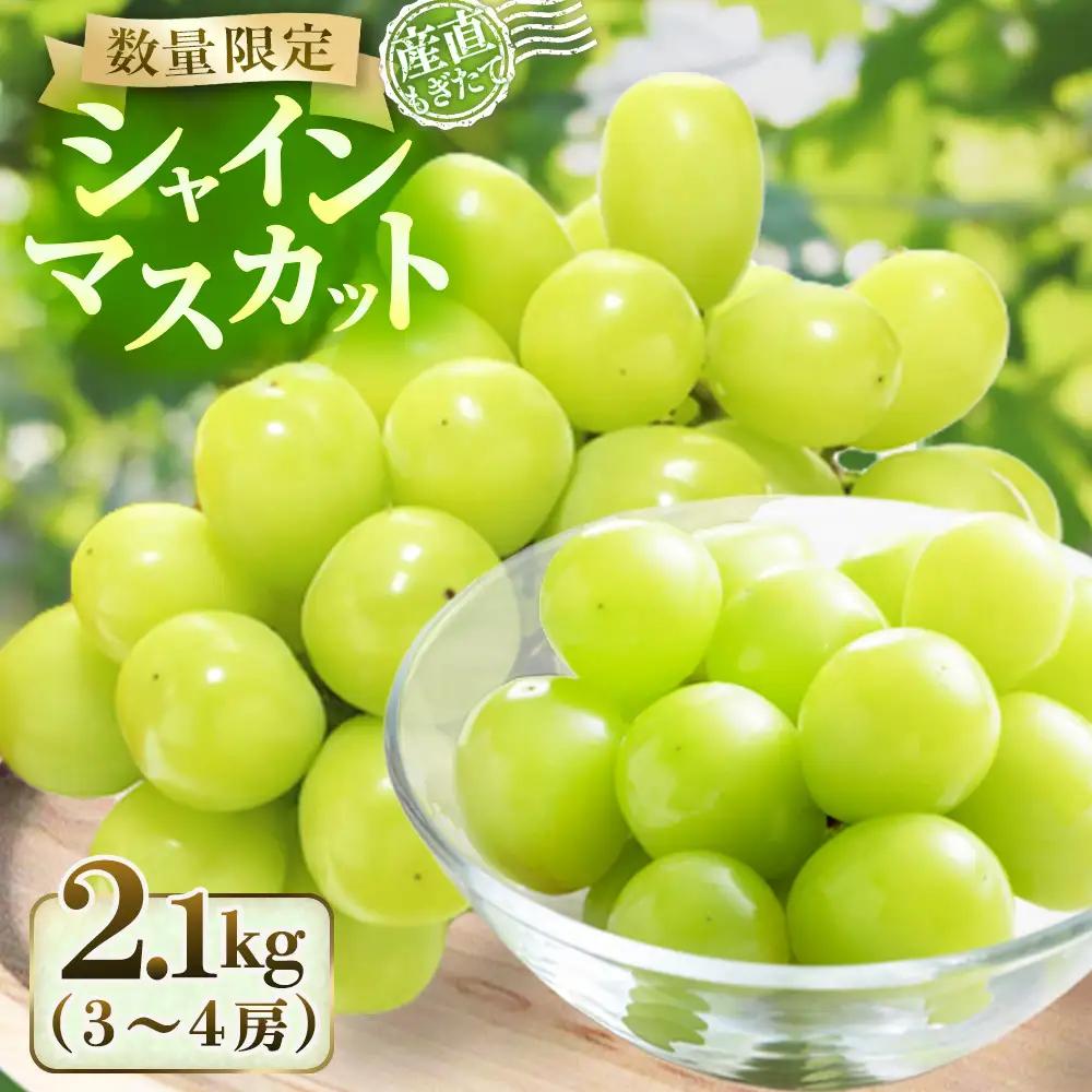 ぶどう 【産直もぎたて】シャインマスカット 2.1kg