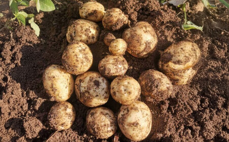 島の元気なじゃがいも!旨味抜群の『デジマ』5kg 五島市/あわたに農園[PGO004]