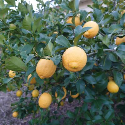 ふるさと納税 松山市 中島みかん農園 家庭用 レモン 約5kg |  | 02
