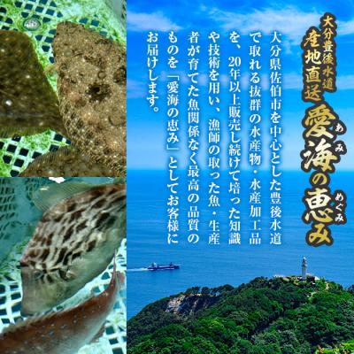 ふるさと納税 佐伯市 天然 ホウボウ (約2kg・計3-5本) |  | 02
