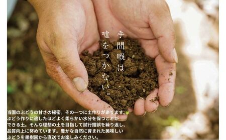 訳あり ニューピオーネ　2～3房 合計1.4kg以上 産地直送 朝採れ ぶどう 葡萄 岡山 Kawahara Green Farm　岡山県産 2025