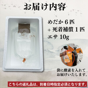 めだか 3色 ミックス 6匹 死着補償 +1匹 魚 めだか めだか