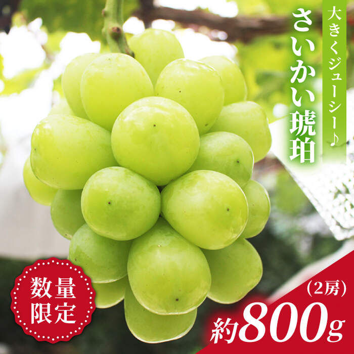【ふるさと納税】【先行予約】【もっちり弾ける宝石】さいかい琥珀（雄宝/ゆうほう）計800g（2房）＜山田果樹園＞[CCX002] ぶどう ブドウ シャインマスカット 果物 フルーツ 贈答 ギフト