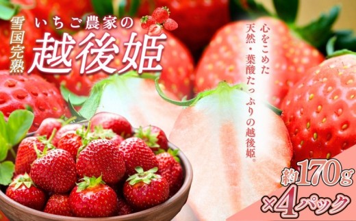 先行予約  いちご 雪国完熟越後姫 約170g×4P 苺 イチゴ フルーツ 完熟 越後 新潟 苺の花ことば