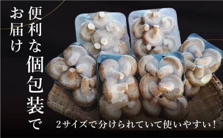 《先行予約》なかだファーム 肉厚生しいたけ 1.1kg 椎茸 個包装  [Q1380]