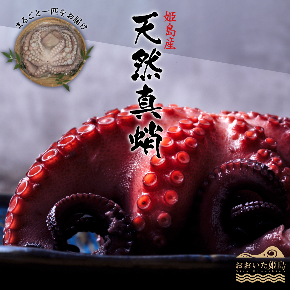 姫島産 訳あり 天然真蛸 1匹 C14