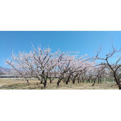 ふるさと納税 長野県 生あんず 生食用 (ニコニコットまたはサニーコット)約1.2kg(小サイズ) 長野県産 産地直送 |  | 01