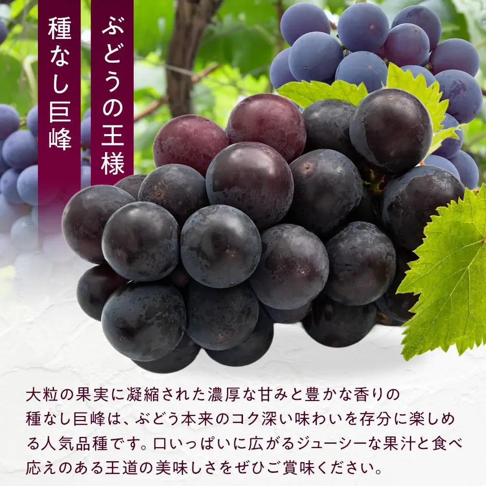 長野市産 種なし巨峰 約1.1kg【2026年9月中旬以降出荷分】 | 巨峰