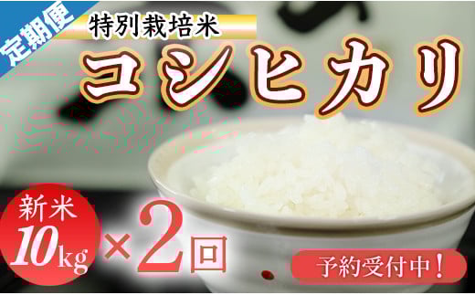 新米予約！令和７年産　(精白米)　特別栽培米　こしひかり10kg×2袋