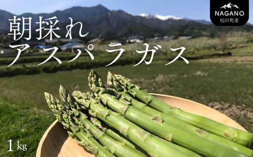 KY01-26B 【先行予約】朝採りアスパラガス 約1kg（冷蔵便）／2026年4月中旬頃～順次発送//長野県産 南信州産 春アスパラ 夏アスパラ アスパラ 野菜