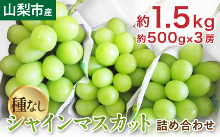 【2025年先行受付】山梨市産「シャインマスカット(種なし)」 約1.5kg (約500g×3房)【配送不可地域：離島・沖縄県】【1117303】