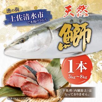 土佐清水産天然ぶり まるごと１本（5kg～8kg）下処理なし（内臓除去無し）【令和6年3月下旬以降発送※着日指定不可※】先行予約 鮮魚 ぶり大根 刺身 ぶりしゃぶ【R00873】