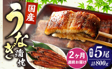 【全2回定期便】福岡県産 うなぎ 蒲焼 大5尾 合計 800 g（1尾あたり 160g以上）[VAD035] 国産 うなぎ