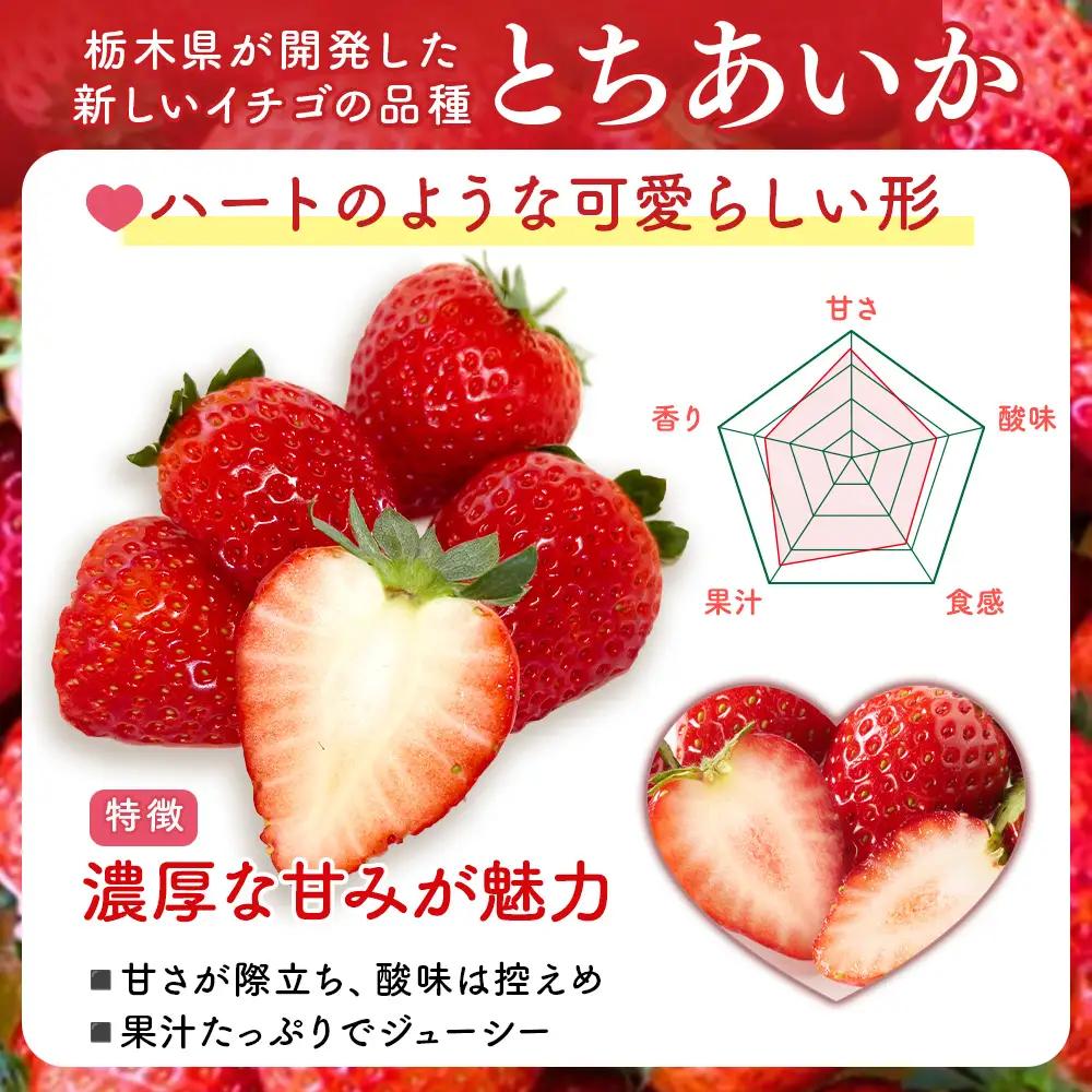 【先行予約】出会いの森いちご園 とちあいか （290g×2パック） | いちご イチゴ 苺 栃木県 果物 くだもの フルーツ とちあいか 新鮮 贈答 ギフト デザート スイーツ ※2026年12月～発