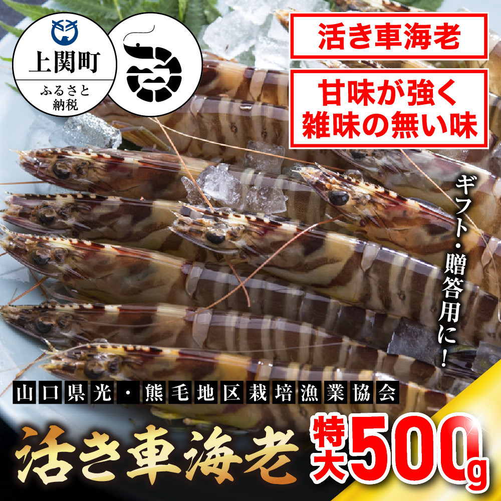 
            C-3　特大活き車えび500g　【山口県光・熊毛地区栽培漁業協会】
          