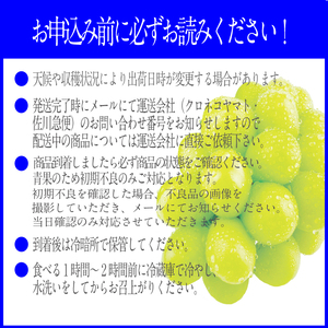 2026年先行予約【2回定期便】 プレミアムシャインマスカット晴王 2房約1.2kg 人気 岡山県産 赤秀品 種無し 皮ごと食べる みずみずしい9月10月お届け ハレノフルーツ