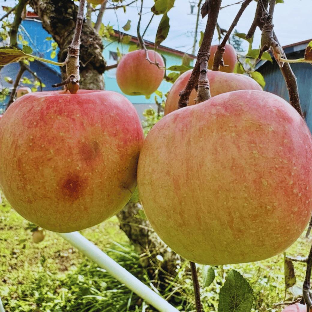 【先行予約】【訳あり】サンふじ 【約10kg(22〜40玉）】（2025年産）(7-A39-3)