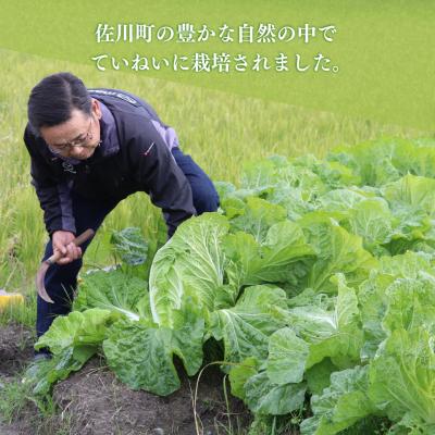 ふるさと納税 佐川町 <2025年12月中にお届け>事前受付中!!佐川町産 白菜 2株(約6kg) |  | 01