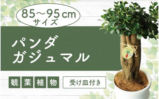 【観葉植物】パンダガジュマル85cm～95cm リン鉢(前園植物園/110-1448) 南国鹿児島県で育った 観葉植物！植物 鉢付 インテリア 室内 オフィス おしゃれ プレゼント ギフト 開店祝い 移転祝い マイナスイオン【配送不可地域：北海道・沖縄県・離島】