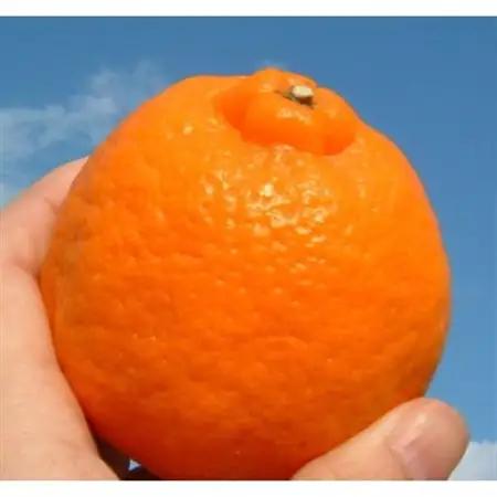 ポンカン 秀品 [約5kg]和歌山県有田産春みかん (果実サイズおまかせ)【1223183】