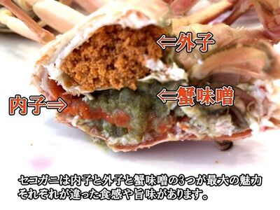 【11月～2月発送】【訳あり】新潟県村上市寝屋漁港産　セコガニ 約1kg（5～9尾入）C4088