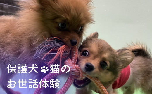 20-30_動物病院で保護された犬猫のお世話体験｜ 保護犬 保護猫 ペット ドックラン 子ども 子供 体験 チケット 1人分 小学生 愛知 岐阜 自由研究 学習 道徳 犬 猫 お世話