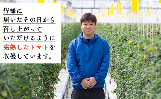 【先行予約】【2025年12月以降配送】【数量限定】高糖度＆高機能性 フルーツトマト 約2kg - 甘美の舞 期間限定 季節限定 野菜 やさい フルティカ トマト 完熟 糖度8以上 ミニトマト プチ 