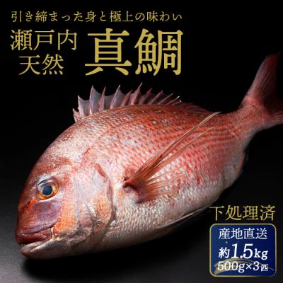 ふるさと納税 三原市 瀬戸内産 天然真鯛 約1.5kg(500g×3匹/鱗・内蔵処理)[154-001]
