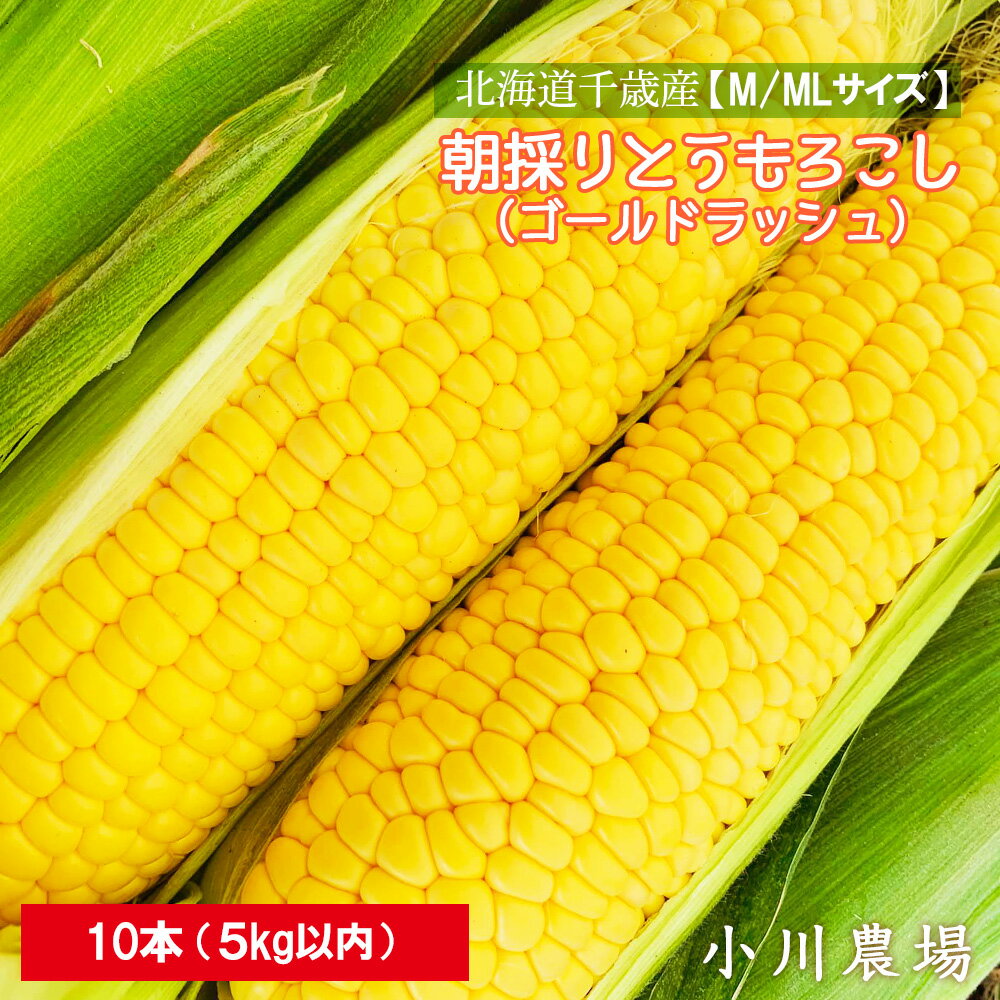 【ふるさと納税】2025年発送予約☆北海道千歳産【M/MLサイズ】朝採りとうもろこし（ゴールドラッシュ）10本 5kg以内【小川農場】 野菜 とうもろこし ゴールドラッシュ トウモロコシ【北海道千歳市】ギフト ふるさと納税