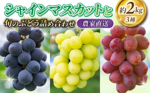 【2026年先行受付】長野県産 シャインマスカットと旬の3品種 ぶどう詰め合わせ 約2kg｜シャインマスカット、クイーンニーナ、クイーンルージュ(R)、シナノスマイル、種なし巨峰、ナガノパープル、雄宝など 3～5房（3種）セット※2026年9月中旬～10月中旬順次発送【若林農園】